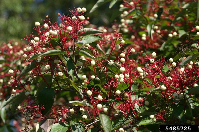 Flowers of a gray dogwood shrub.